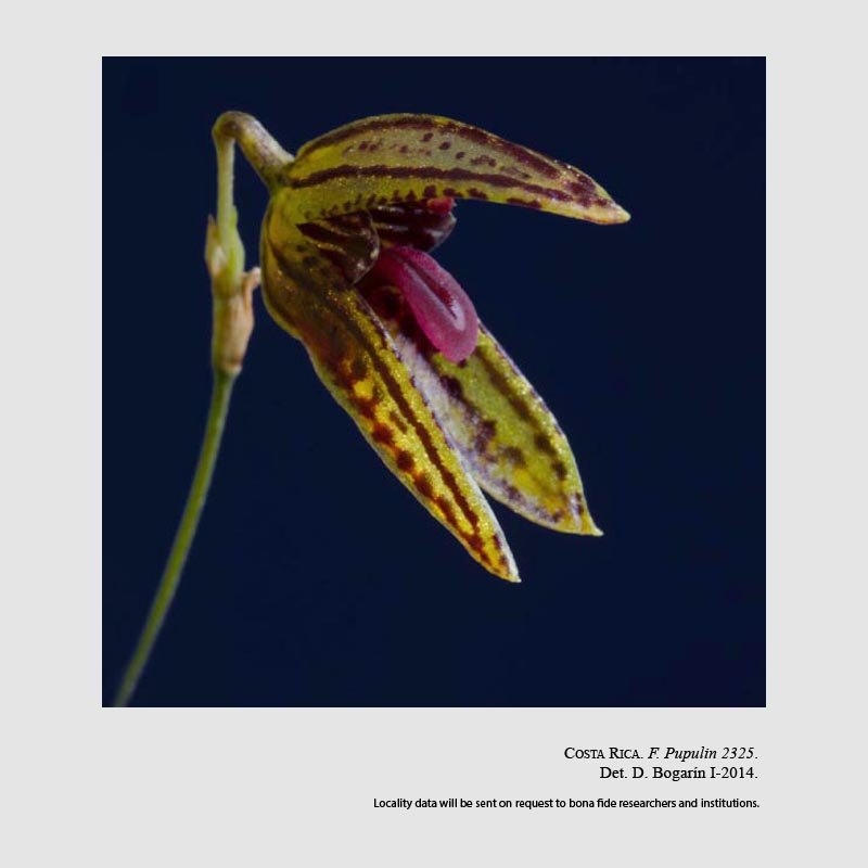 Specklinia berolinensis